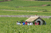 Vineyards near Chassagne Montrachet
